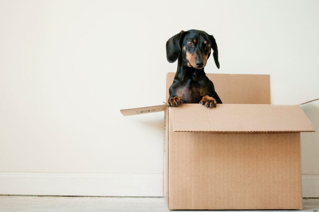 What to do with your pet on moving day