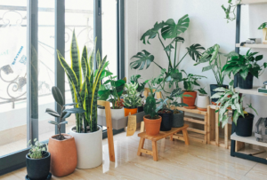 Moving With Plants: A Guide to Safely Transporting Your Green Friends